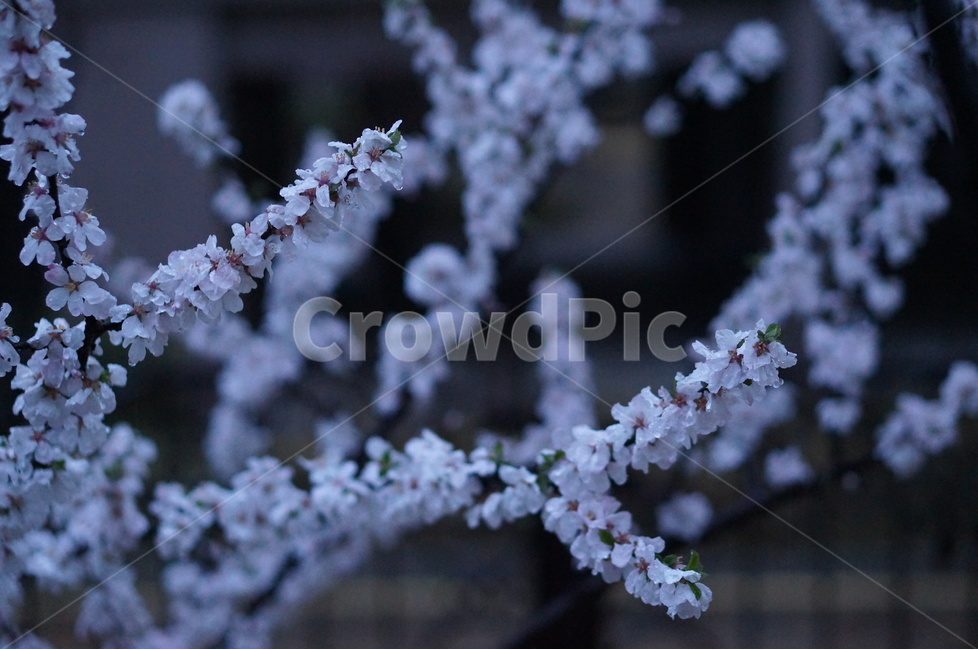 매화꽃,봄,밤,불빛,흰색,봄,계절,spring,season,야경,밤,풍경,nightscape,night,landscape,식물,자연,plants,nature,꽃,flower,plant,blossom