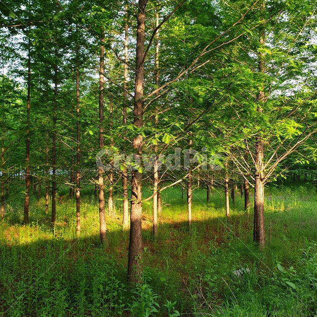 나무,숲,forest,tree,초록,green,여름,summer,오후