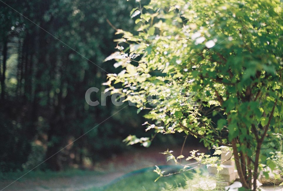 숲,숲속,나무,초록,자연,숲길,조깅,자연,풍경,nature,landscape