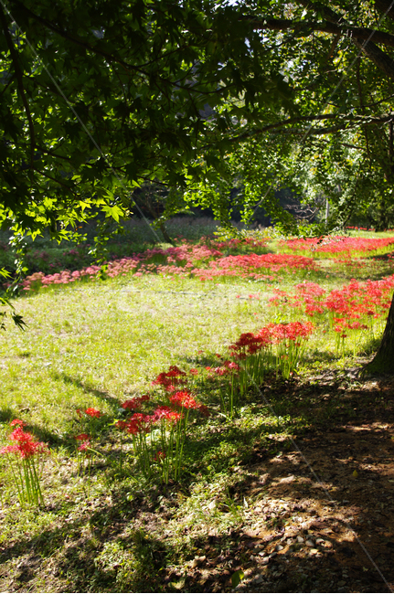 꽃,꽃무릇,가을,flower,color,식물,자연,plants,nature,꽃,flower