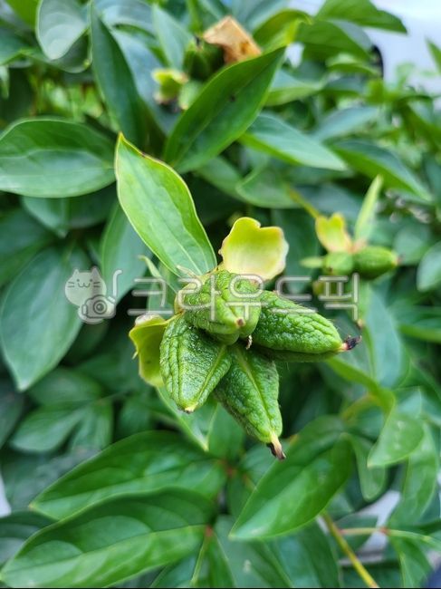 peony,plant,peony seed chamber,green,flower seed