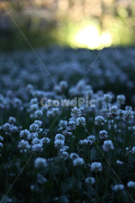 토끼풀,봄,행운,밤,흰색,식물,자연,plants,nature,꽃,flower