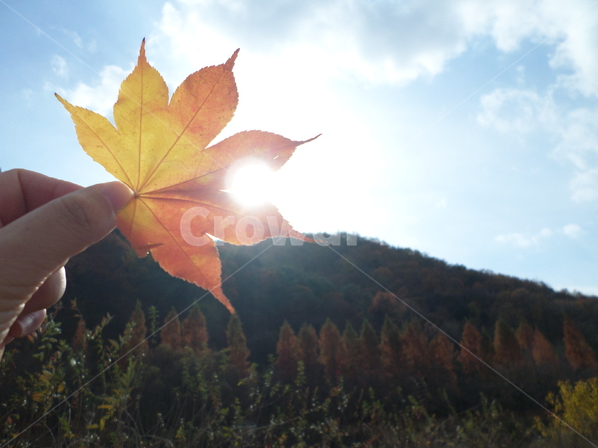 대전,상소동산림욕장,메타쉐콰이어,가을,단풍,태양,가을,계절,fall,autumn,season,leaf,잎,plant,식물,tree,나무