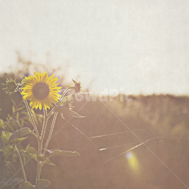 해바라기new,blossom,cultivated,floral,plant,fresh,nature,cheerful,flower,sunflower,beauty,sun,light,yellow,summer,sunlight,new,빛,여름,감성,식물,자연,plants,nature,꽃,flower