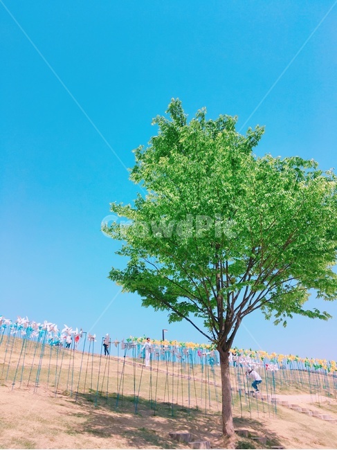 파주임진각,바람개비언덕,외나무,식물,청량함,나무,trees,wood