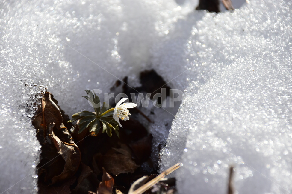 너도바람꽃,야생화,봄,눈,설중,꽃,풀꽃,자연,식물,식생,감성,힐링,plants,nature,spring,season,flower,emotion,feeling,흰색,초본,너도바람꽃속