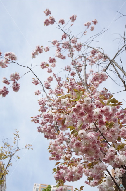 왕벚꽃,겹벚꽃,봄,풍경,핑크,나무,봄,계절,spring,season,식물,자연,plants,nature,꽃,flower,plant,blossom