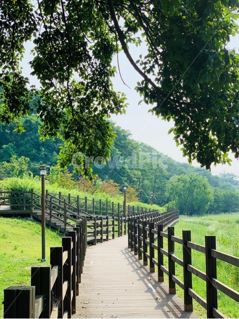 공원,여름,길,산책,자연