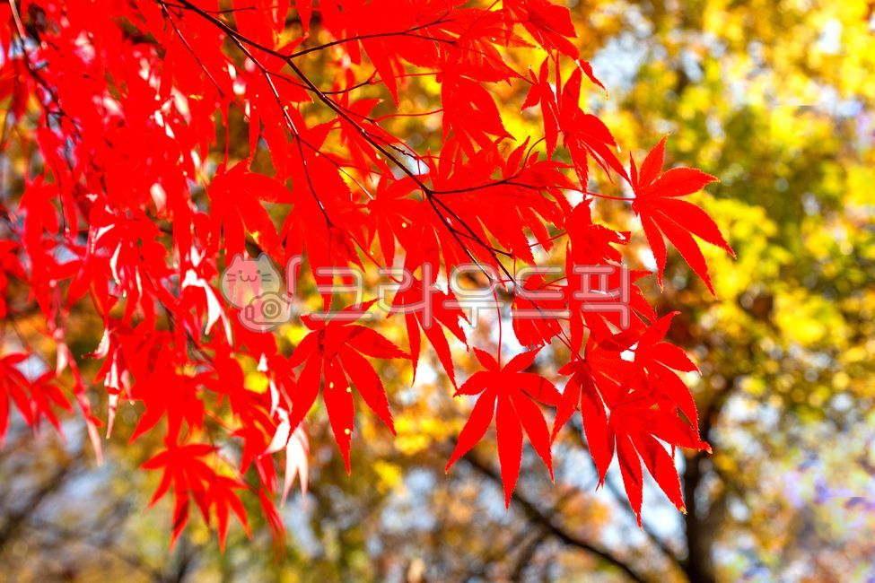 단풍,아기단풍나무,아기단풍나무단풍,접사,자연,가을