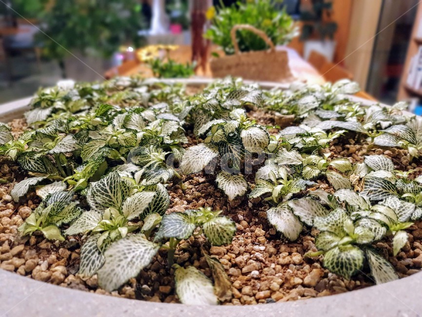 다육,식물,카페,화분,소품,실내용화초,화분,화초,house plant