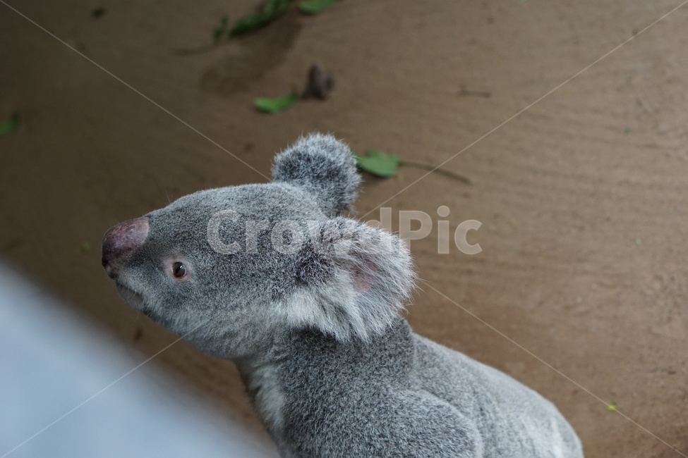 코알라,동물,포유류,koala,animal,mammal,동물,animal,포유류,mammal