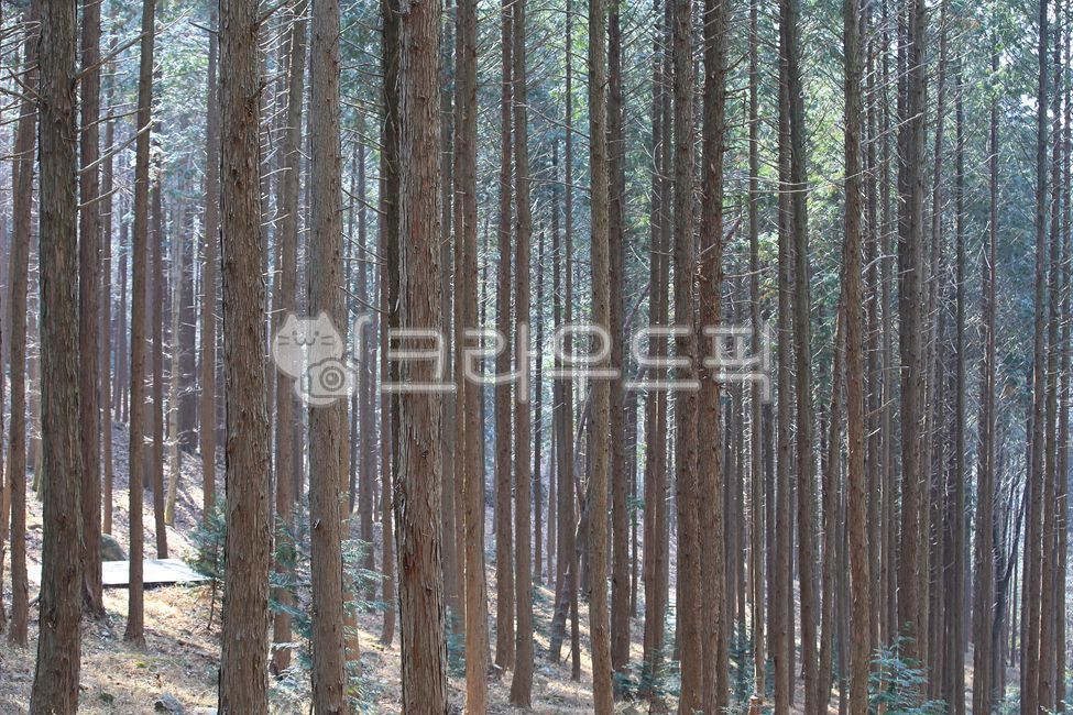 in the woods,forest,woodland,forest of trees,vegetation,scenery,small forest,Phytoncide,healing,mountain,view,tree trunk,tree background,sight,treetrunk,floor,green,surface,nature,tree,Recreational forest,forest bathing,cypress tree,sunlight,grove,outdoor