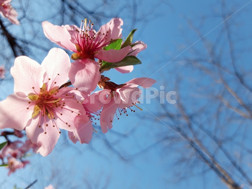 꽃,봄,하늘,자연,flower