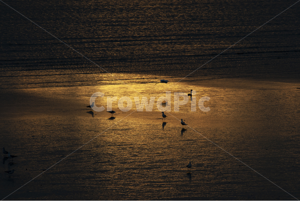 노을,갯벌,철새,자연,풍경,nature,자연,풍경,nature,landscape,동물,animal,조류,새,birds,실루엣,그림자,silhouette,shadow,bird,outdoors,옥외