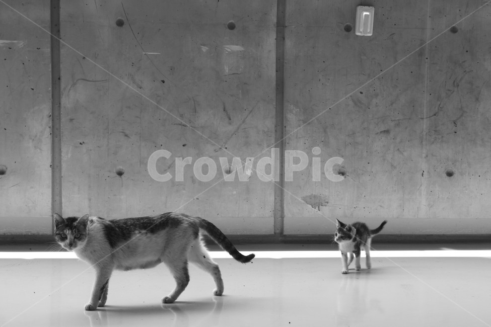 고양이,길고양이,길냥이,새끼고양이,cat,어미와새끼,어미고양이,kitten,streetcat,wildcat,family,animal,동물,가족,care,유기묘,반려묘,pet,아기고양이,동행,동물,animal,포유류,mammal,고양이,cat,kitten,kitty,가족,패밀리,family,흑백,모노톤,monochrome,black and white