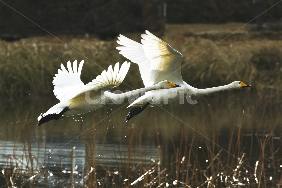 고니,백조,조류,동물,비상,고니의비상,자연,동물,animal,조류,새,birds
