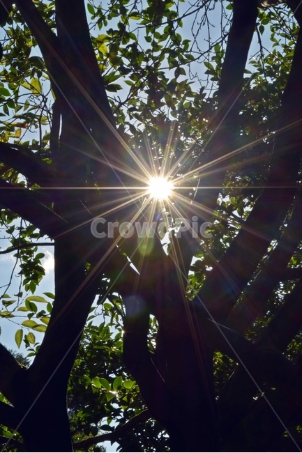 light,빛,flare,플레어,sunlight,햇빛