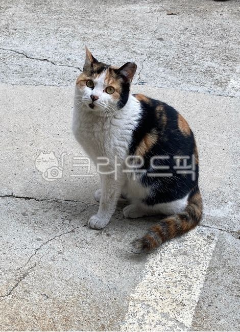 Cute cat,subtlety,stray cat,Meow,cat,animal,mammalia
