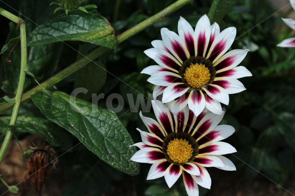 꽃,식물,화단,정원,화,식물,자연,plants,nature,꽃,flower