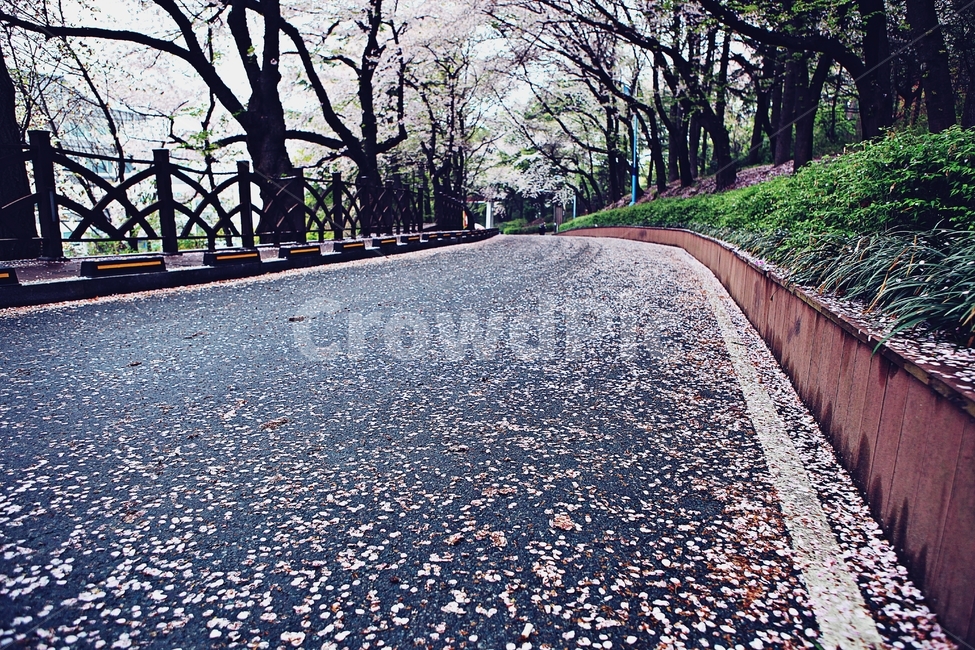 벗꽃길,길,산책로,꽃,곷잎,풍경,자연,배경,봄,계절,spring,season,자연,풍경,nature,landscape,꽃,flower,asphalt,아스팔트