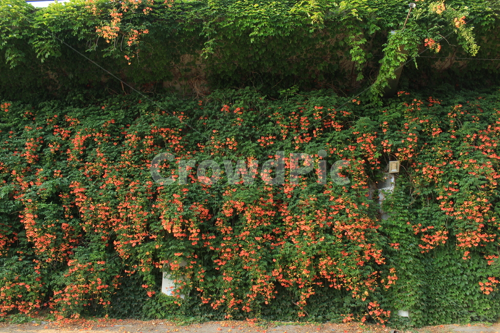능소화,오렌지색,능소화꽃,넝클식물,식물,담장,식물,자연,plants,nature,꽃,flower