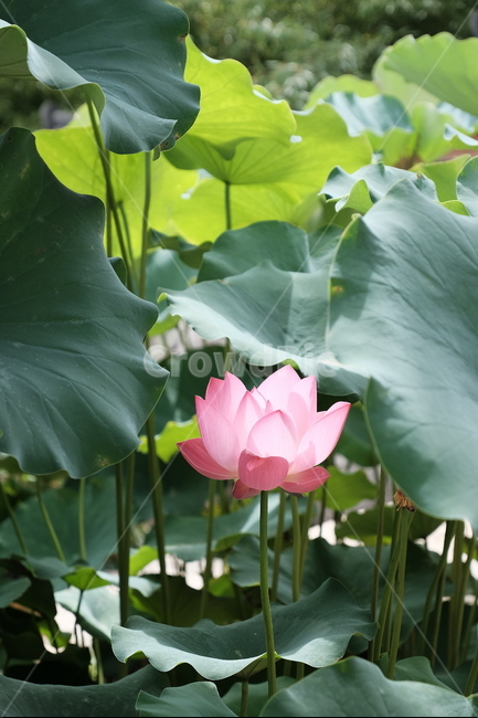 연꽃,여름,수중식물,핑크색,꽃,식물,자연,plants,nature,꽃,flower