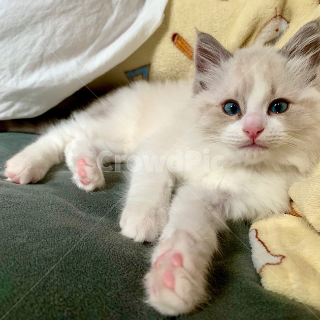 아기고양이,동물,고양이,cat,pet,렉돌고양이,렉돌,랙돌,누워있는고양이,ragdoll,동물,animal,포유류,mammal,고양이,cat,kitten,kitty