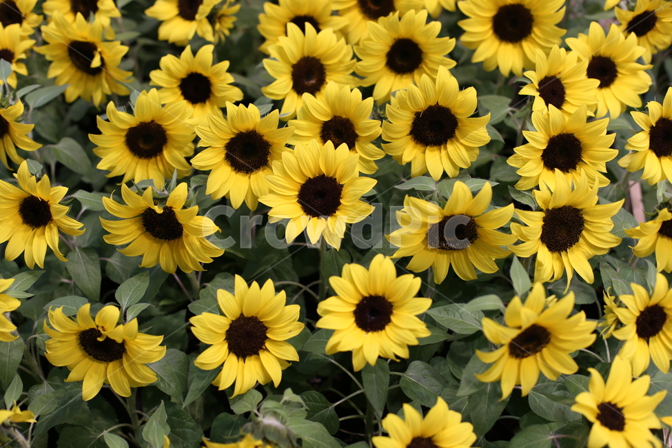 꽃,노란꽃,flower,꽃무리,작은해바라기,해바라기