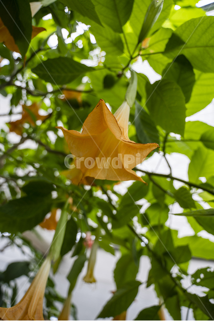 꽃,식물,나팔꽃,정원,가을,봄,flower,flowers,garden,plant,식물,자연,plants,nature,꽃,flower