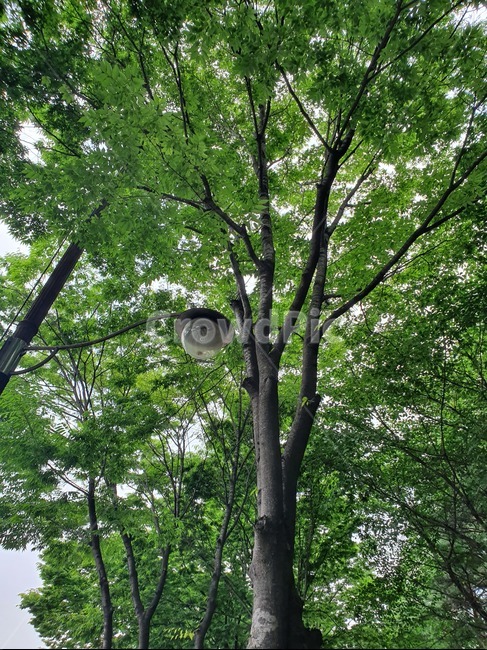 녹음,가로등,가로수나무,여름,푸르름