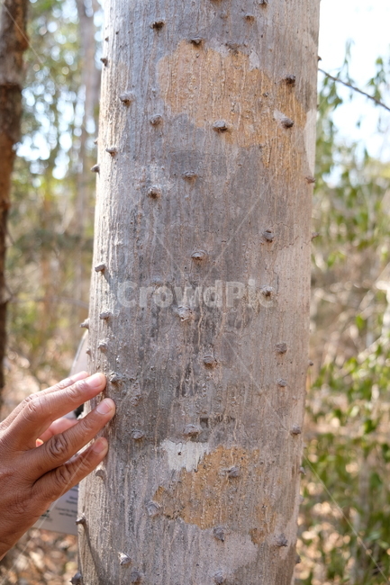아프리카,나무,자연,tree,식물,인간,person,사람,나무줄기,가시,마다가스카르,nature,산,옥외,야외