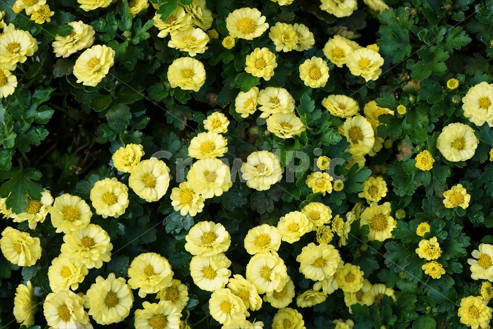 가을,국화,노랑,우아,chrysanthemum,autumn,elegance,fall,yellow,flower,season,smell,bloom,우아함,계절,꽃,floral,nobility,고귀함,향기,가을대표,가을꽃,식물,노랑꽃,꽃봉오리,국화꽃,plant,식물,자연,plants,nature,꽃,flower