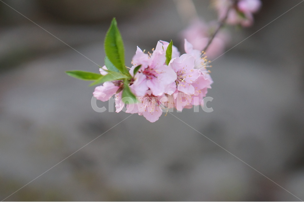 복사꽃,핑크,봄,산,낮,빛,봄,계절,spring,season,식물,자연,plants,nature,꽃,flower,plant,blossom