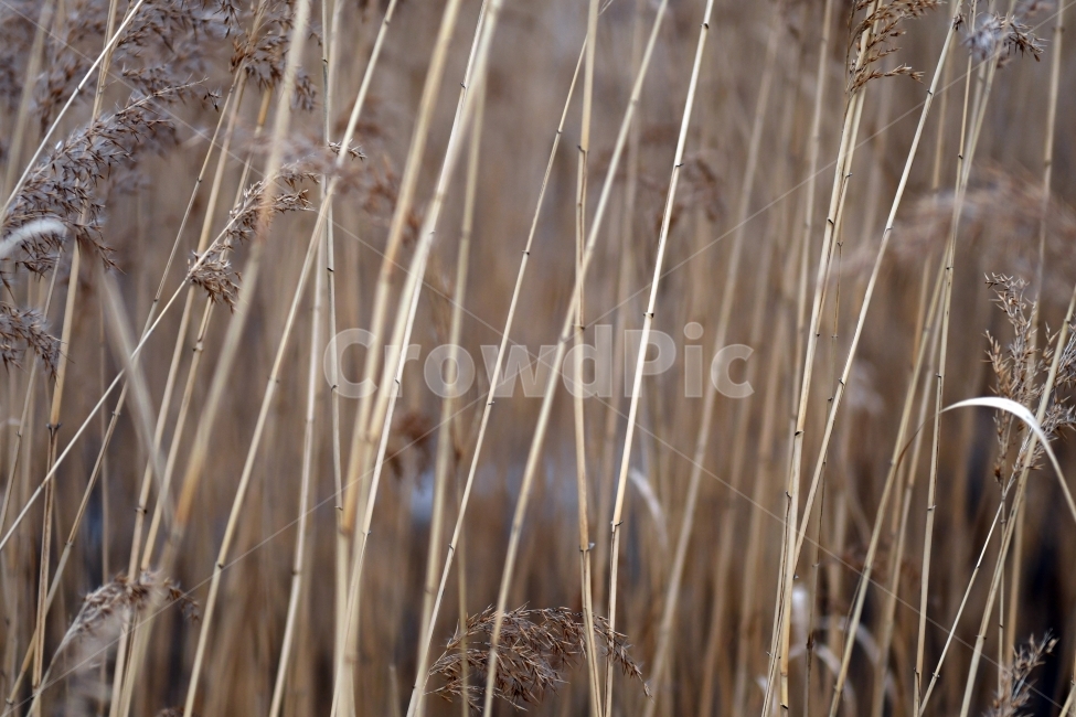 갈대,갈대밭,우음도,겨울갈대,길,풍경,강아지풀,겨울,계절,winter,season,식물,자연,plants,nature