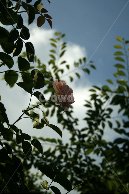 장미,식물,flower,plants,nature,꽃,꽃봉오리,하늘,구름,식물,자연,plants,nature,꽃,flower