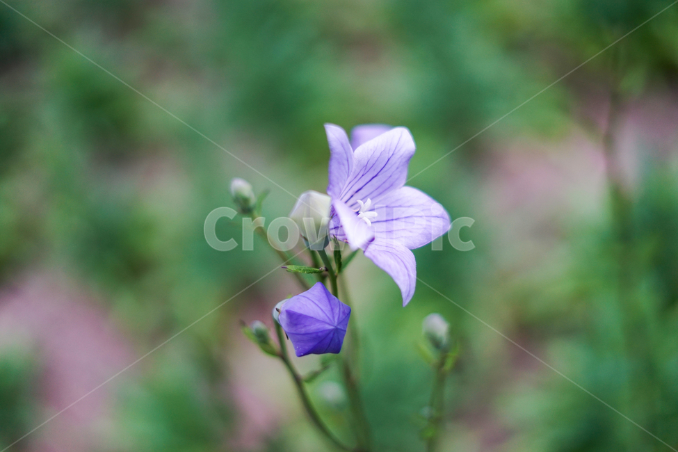 flower,꽃,plant,식물,도라지꽃,도라지,식물,자연,plants,nature,꽃,flower