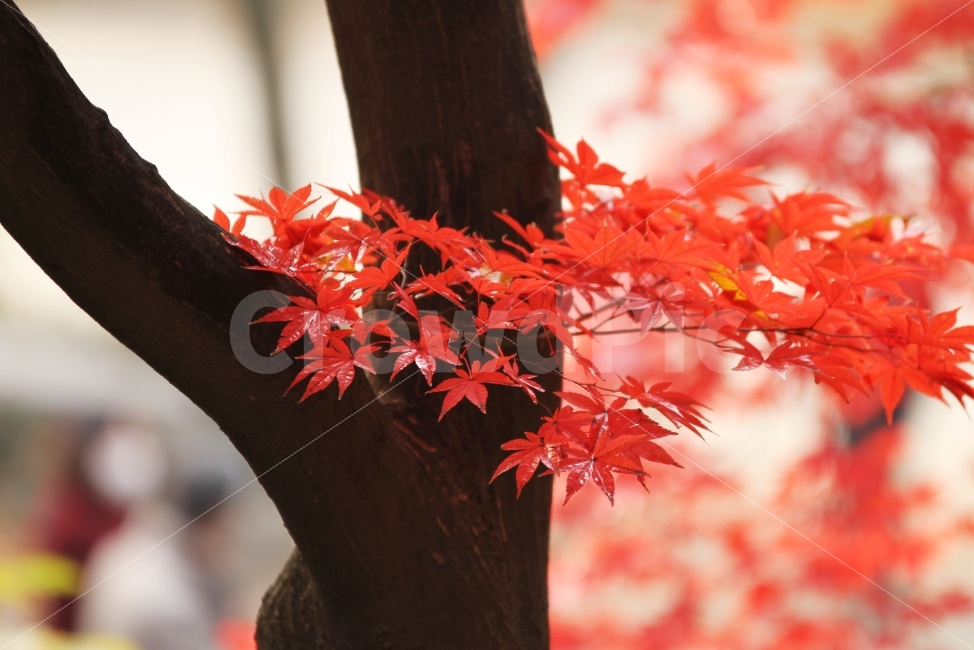 단풍나무,단풍잎,가을사진,가을,감성사진,가을,계절,fall,autumn,season,식물,자연,plants,nature,나무,trees,wood,감성,sensible,feeling,leaf,잎,plant,tree,maple,단풍