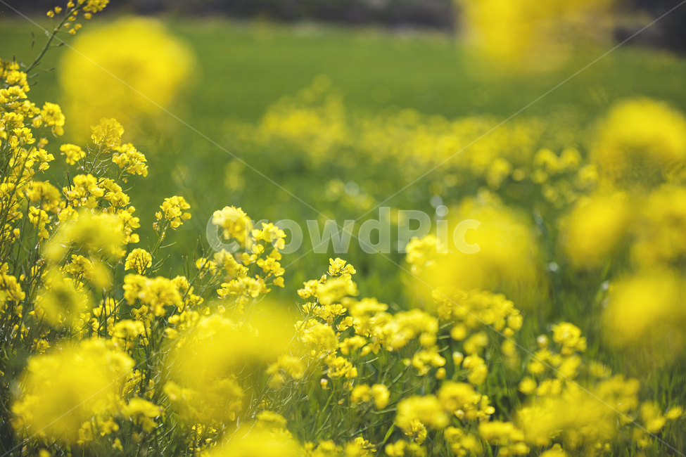 봄,제주,제주도,초록,노랑,유채꽃,유채,유채꽃밭,꽃밭,함덕,field,들,자연,nature,grassland,color,yellow,green,spring,season,계절
