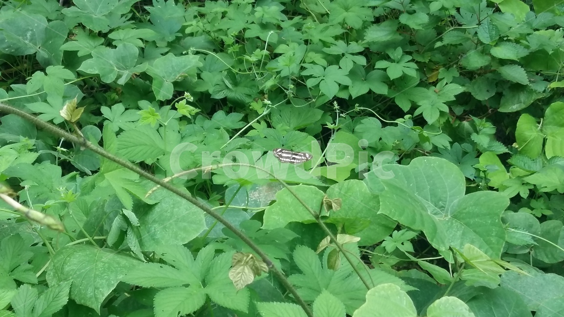 풀,나비,자연,초록,검정,식물,자연,plants,nature,동물,animal,곤충,벌레,insect,bug