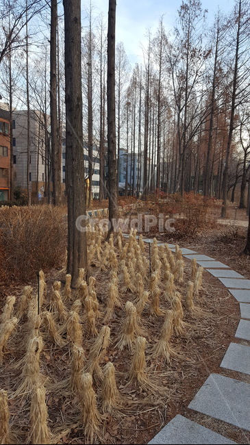 숲,산책,힐링,싱그러운,햇살,자연,가을,초겨울,가을,계절,fall,autumn,season,자연,풍경,nature,landscape,ground,바닥,plant,식물,tree,나무