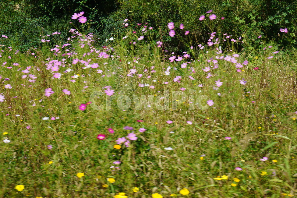 자연,꽃,outdoor,풍경,landscape,농촌,들판