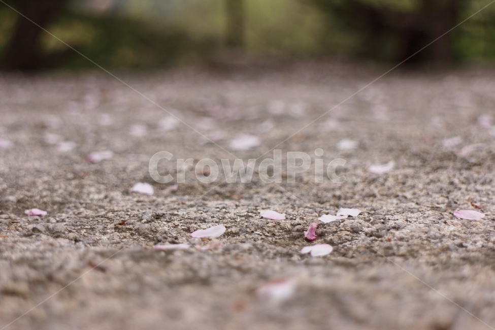 벚꽃,봄,아웃포커싱,하얀색,spring,cherryblossom,flower,꽃잎,바위,감성,암석,떨어진꽃잎,초점흐림,배경흐림,감성사진,봄,계절,spring,season,ground,바닥,dirt road,흙길,road,도로,gravel,자갈