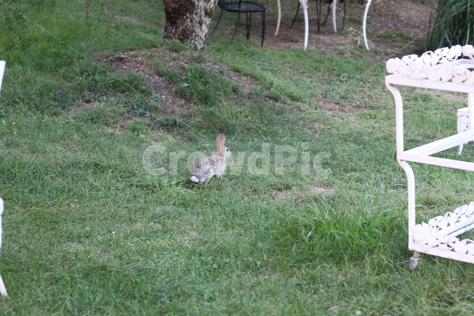 토끼,동물,자연,산토끼,rabbit