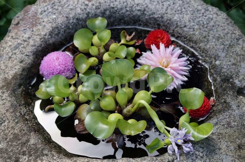 꽃,꽃사진,야생화,자연,물옥잠,식물,자연,plants,nature,꽃,flower