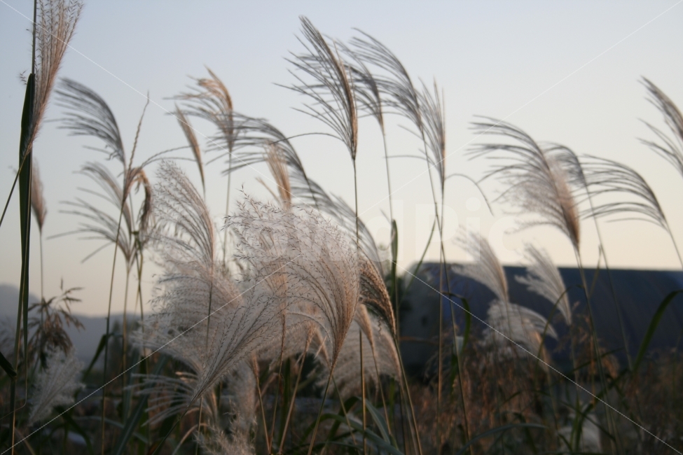 바람,갈대,갈대숲,갈대밭,오후,쓸쓸,저녁,식물,자연,plants,nature