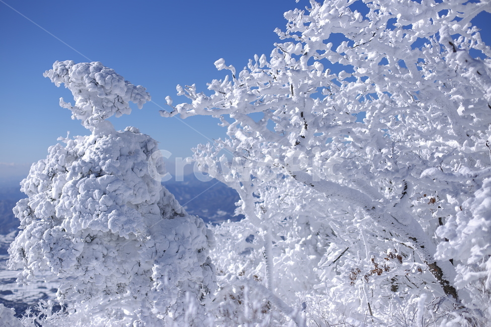겨울,겨울풍경,설산,덕유산,눈꽃,풍경,산,겨울산,winter,snow,mountain,겨울,계절,winter,season,식물,자연,plants,nature