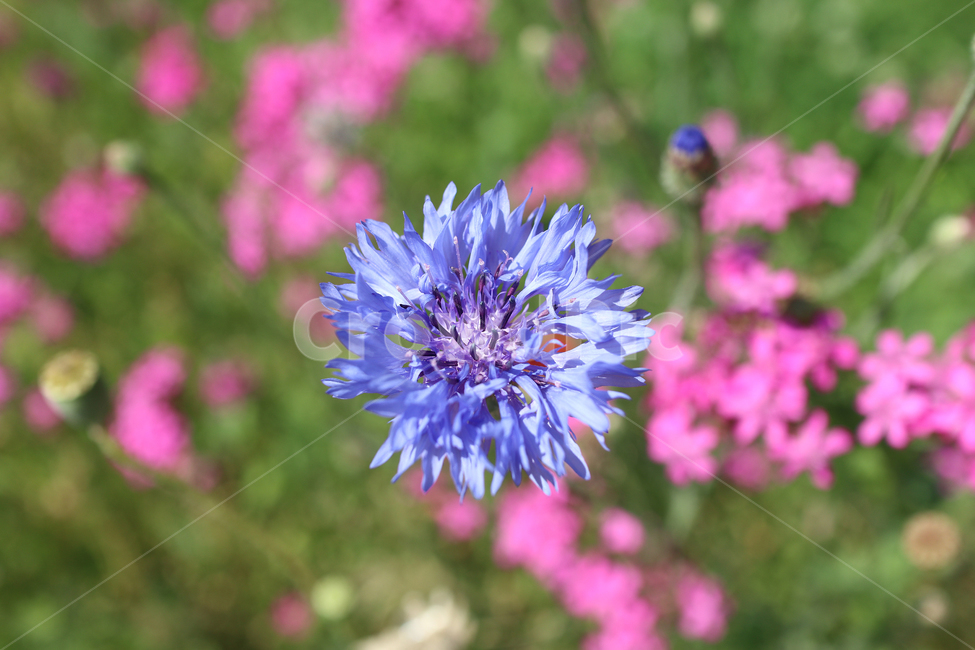 꽃,파랑꽃,플라워,식물,flower,식물,자연,plants,nature,꽃,flower
