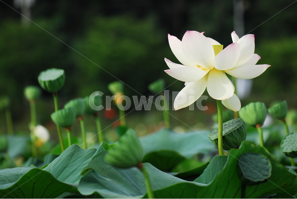 꽃,연꽃,관곡지,불교,여름,식물,자연,plants,nature,꽃,flower