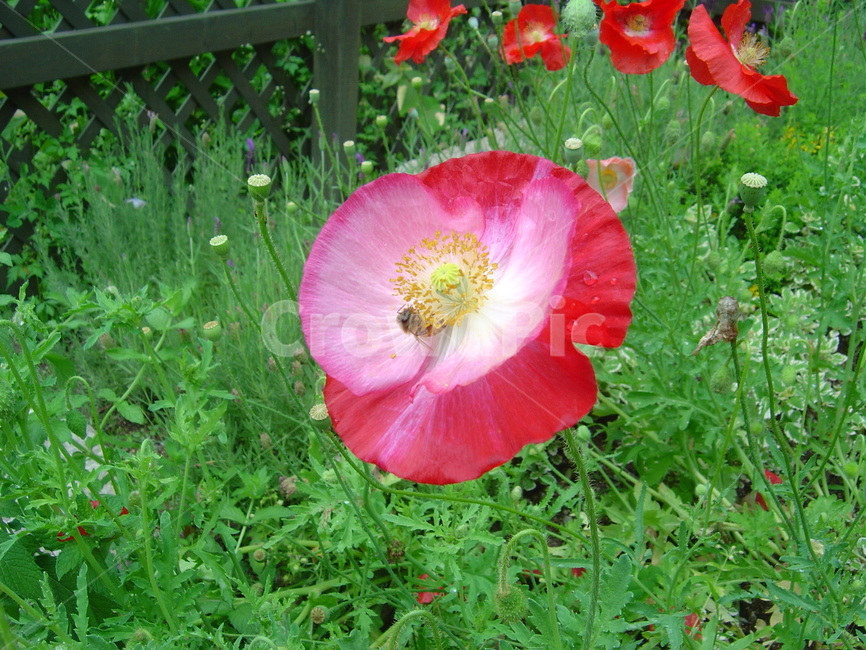 개양귀비,꽃,식물,빨간꽃,자연,식물,자연,plants,nature,꽃,flower
