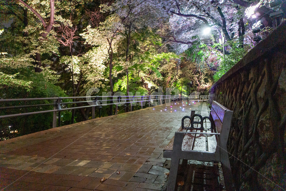 자유공원,산책,야경,벤치,공원,의자,bench,chair,prak,길,산길,숲,숲길,오솔길,수풀,나무,자연,led,조명,tree,통행로,path,nature